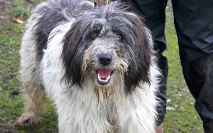 Taavis Abenteuer beginnt: Wuschelhund sucht sein Happy End