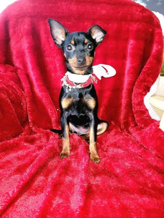 Prager Rattler Welpe weiblich Black and tan- Abgabebereit