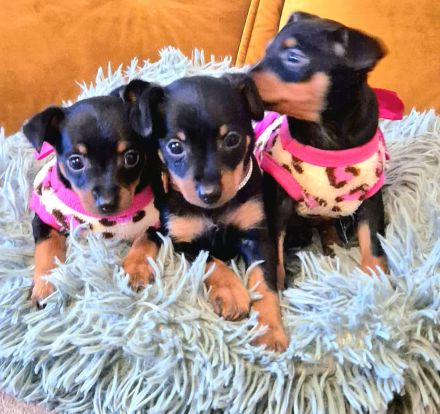 Prager Rattler Welpen männlich und weiblich Black and tan- Abgabe im Dezember