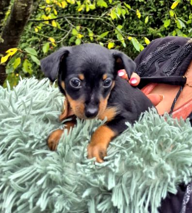 Prager Rattler Welpen männlich und weiblich Black and tan- Abgabe im Dezember