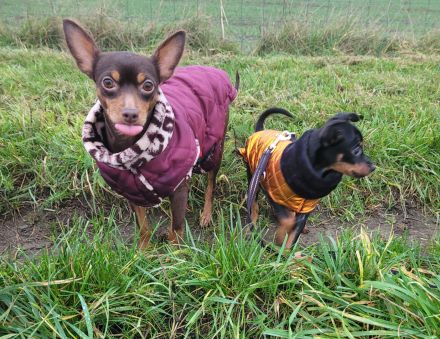 Prager Rattler Welpe weiblich Black and tan- Abgabebereit