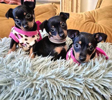 Prager Rattler Welpen männlich und weiblich Black and tan- Abgabe im Dezember