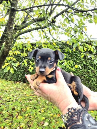 Prager Rattler Welpen männlich und weiblich Black and tan- Abgabe im Dezember