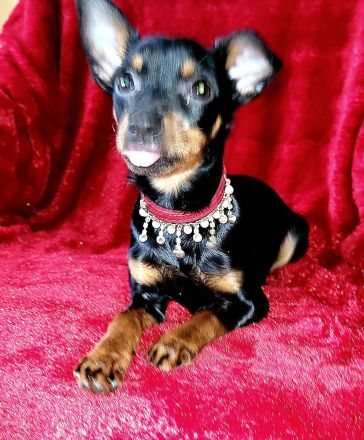 Prager Rattler Welpe weiblich Black and tan- Abgabebereit