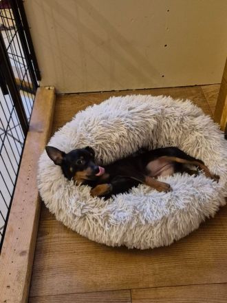 Prager Rattler Welpe weiblich Black and tan- Abgabebereit