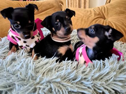 Prager Rattler Welpen männlich und weiblich Black and tan- Abgabe im Dezember