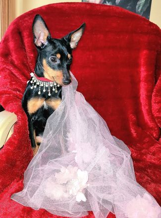 Prager Rattler Welpe weiblich Black and tan- Abgabebereit