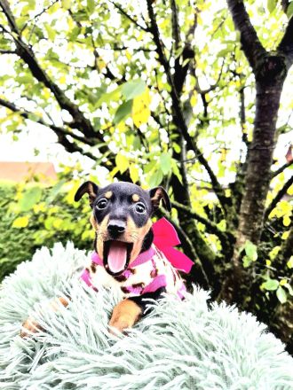 Prager Rattler Welpen männlich und weiblich Black and tan- Abgabe im Dezember