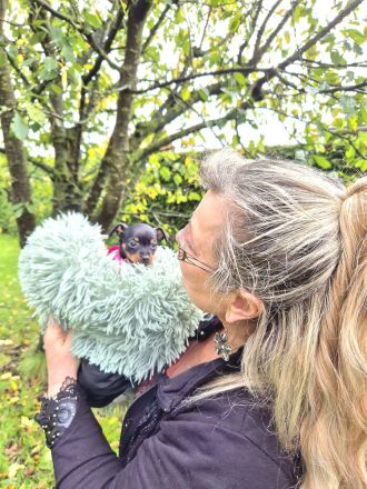 Prager Rattler Welpen männlich und weiblich Black and tan- Abgabe im Dezember