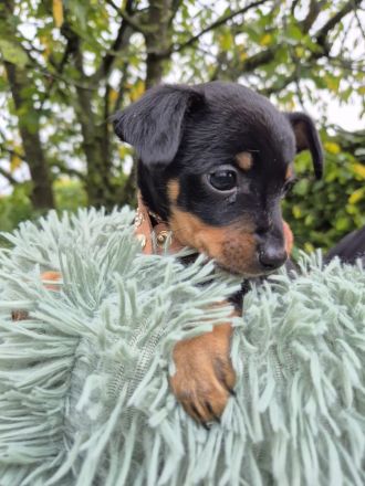 Prager Rattler Welpen männlich und weiblich Black and tan- Abgabe im Dezember