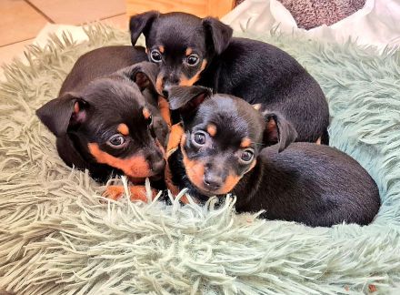 Prager Rattler Welpen männlich und weiblich Black and tan- Abgabe im Dezember