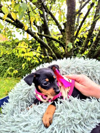 Prager Rattler Welpen männlich und weiblich Black and tan- Abgabe im Dezember