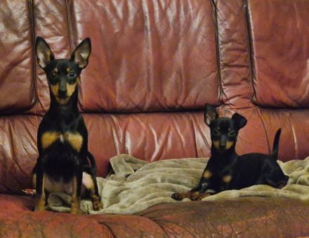 Prager Rattler Welpe weiblich Black and tan- Abgabebereit