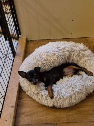 Prager Rattler Welpe weiblich Black and tan- Abgabebereit