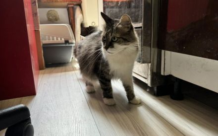 Miss Bowle - Ein charmantes Zuhause gesucht