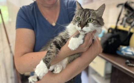 Miss Bowle - Ein charmantes Zuhause gesucht