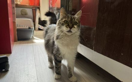 Miss Bowle - Ein charmantes Zuhause gesucht