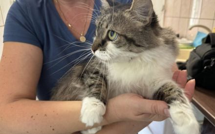 Miss Bowle - Ein charmantes Zuhause gesucht