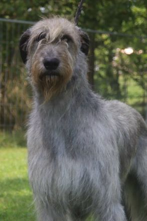 Irish Wolfhound Welpen, VDH, IWC