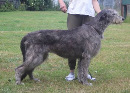 Irish Wolfhound Welpen, VDH, IWC