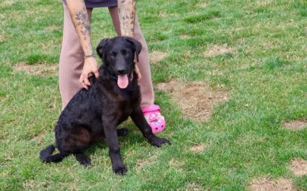 Patt sucht sein Für-Immer-Zuhause