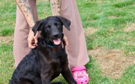 Patt sucht sein Für-Immer-Zuhause