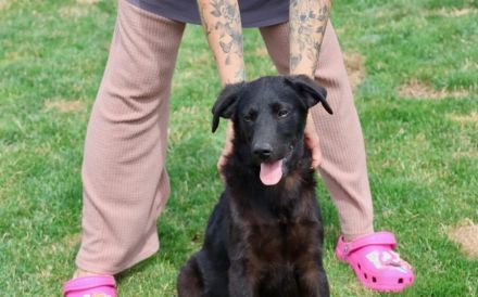 Patt sucht sein Für-Immer-Zuhause