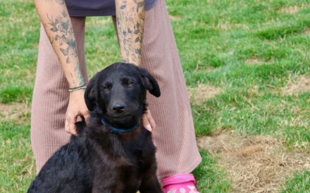 Patt sucht sein Für-Immer-Zuhause