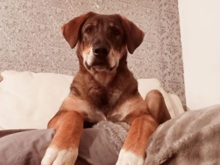 Bist du bereit für Schlappohr Charlie?