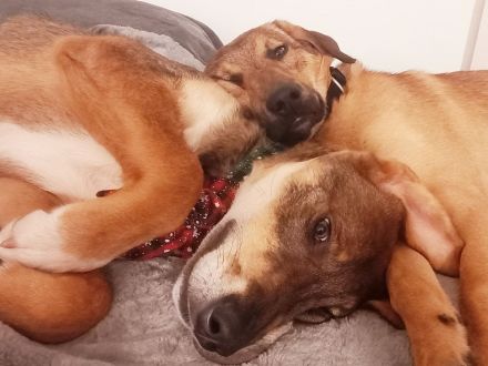 Bist du bereit für Schlappohr Charlie?