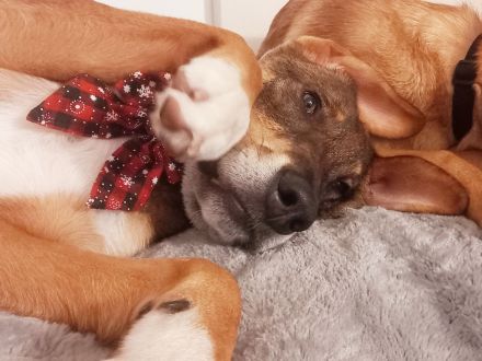 Bist du bereit für Schlappohr Charlie?