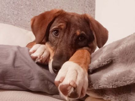 Bist du bereit für Schlappohr Charlie?