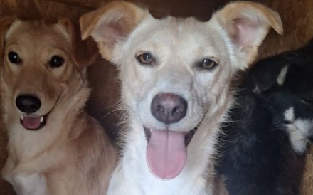 Für Menschen mit Herz und Geduld: Tofu wartet auf ihr Wunder