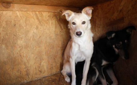 Für Menschen mit Herz und Geduld: Tofu wartet auf ihr Wunder