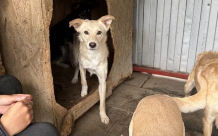 Für Menschen mit Herz und Geduld: Tofu wartet auf ihr Wunder