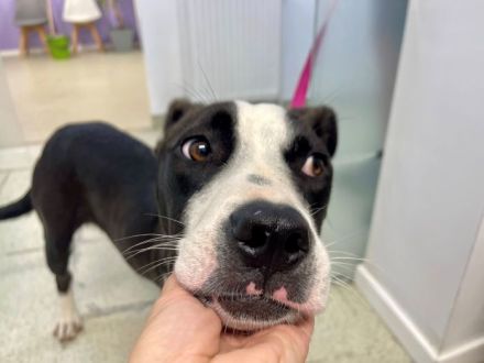 Gute Laune Hund Bootsmann sucht dich