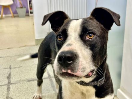 Gute Laune Hund Bootsmann sucht dich