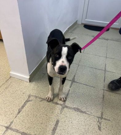 Gute Laune Hund Bootsmann sucht dich