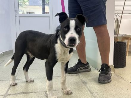 Gute Laune Hund Bootsmann sucht dich