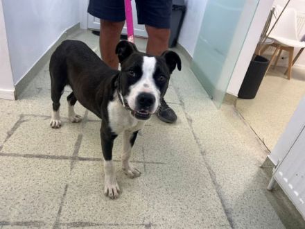 Gute Laune Hund Bootsmann sucht dich