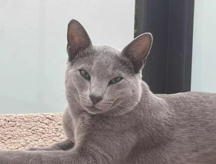 Reinrassige Russisch Blau mit Stammbaum aus seriöser Zucht