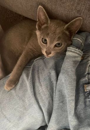 Reinrassige Russisch Blau mit Stammbaum aus seriöser Zucht