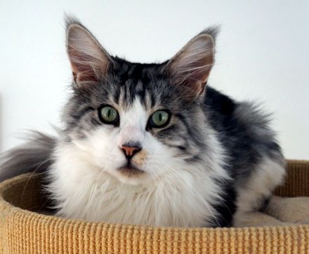 Sehr verschmuster 4jähriger Maine Coon Kater mit Stammbaum