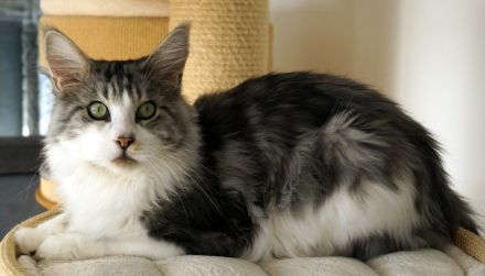 Sehr verschmuster 4jähriger Maine Coon Kater mit Stammbaum