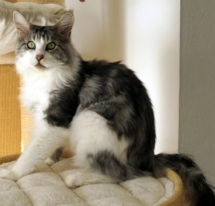 Sehr verschmuster 4jähriger Maine Coon Kater mit Stammbaum