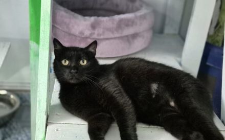 Schwarze Schönheit Tamy sucht ihr Zuhause