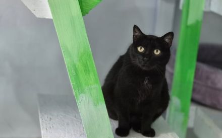 Schwarze Schönheit Tamy sucht ihr Zuhause