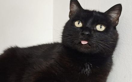 Schwarze Schönheit Tamy sucht ihr Zuhause