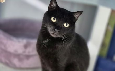 Schwarze Schönheit Tamy sucht ihr Zuhause