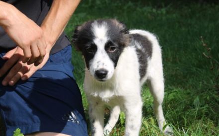 Zuckersüße Iany sucht ihr Zuhause